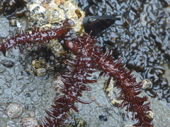 Cumagloia andersonii
