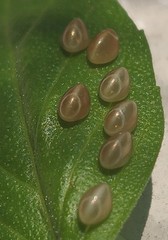 Insecta