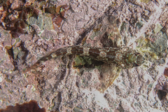 Bellapiscis lesleyae