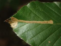 Stigmella hemargyrella