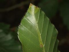 Stigmella hemargyrella