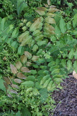 Wisteria floribunda