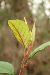 Pomaderris ligustrina