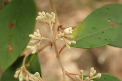 Pomaderris ligustrina