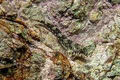 Bellapiscis lesleyae