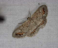 Dithalama cosmospila