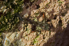 Bellapiscis lesleyae