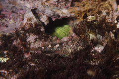 Bellapiscis lesleyae