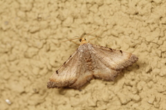 Macaria adonis