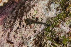 Bellapiscis lesleyae