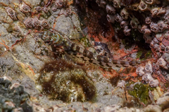 Bellapiscis lesleyae