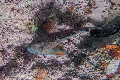 Bellapiscis lesleyae