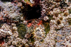 Bellapiscis lesleyae