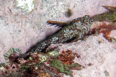 Bellapiscis lesleyae