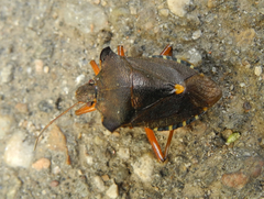 Pentatoma rufipes