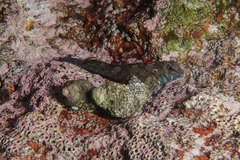 Bellapiscis lesleyae