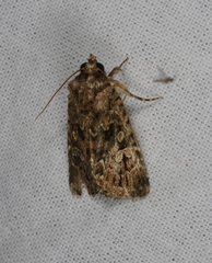 Ectopatria subrufescens