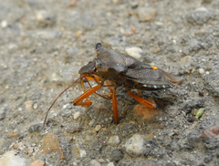 Pentatoma rufipes