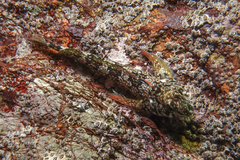 Bellapiscis lesleyae