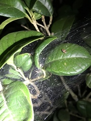 Dendrolycosa