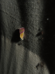 Eublemma cochylioides