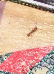 Tetramorium simillimum