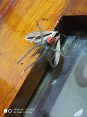 Creatonotos gangis-interrupta agg