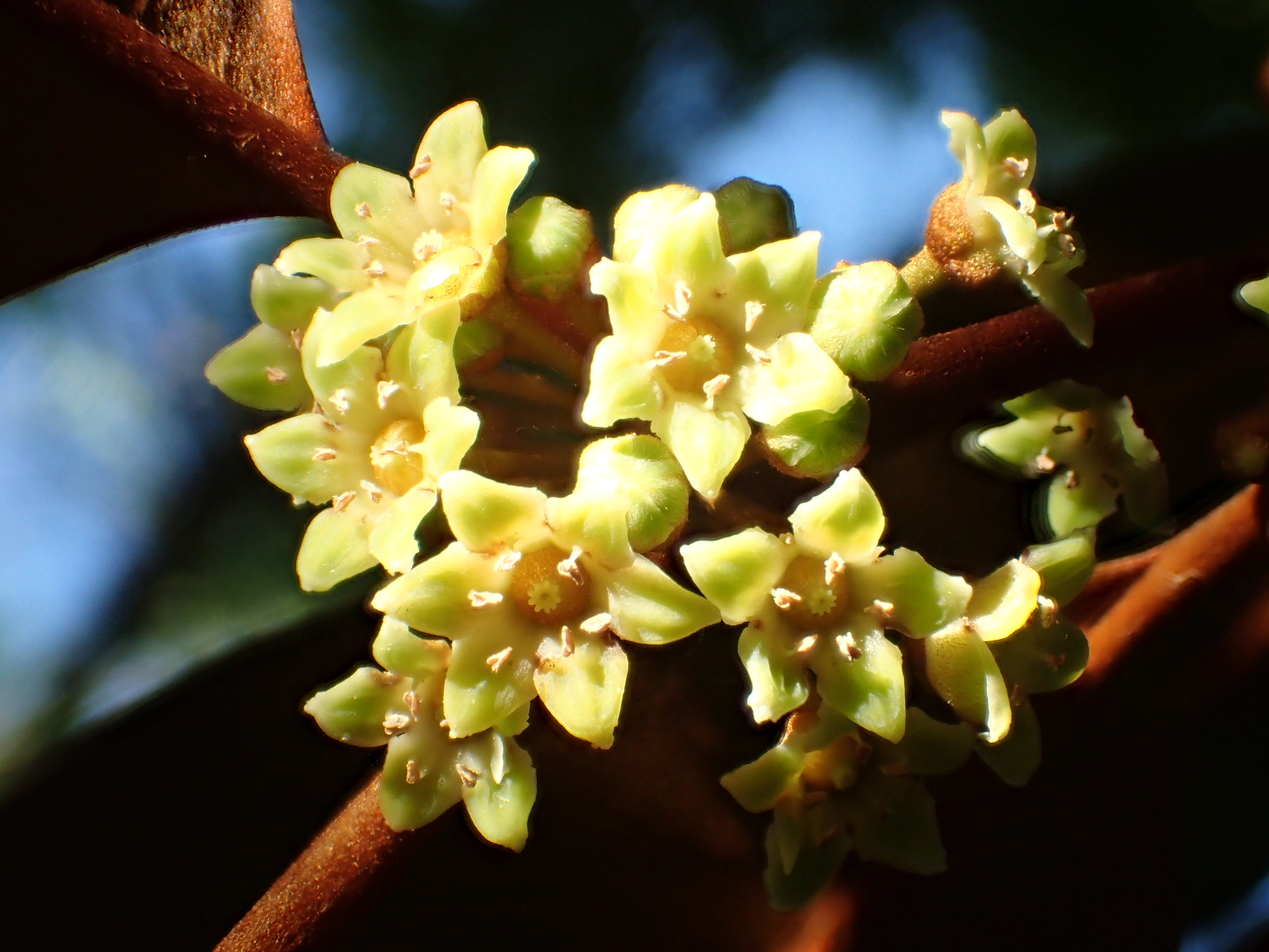 Chrysophyllum cainito