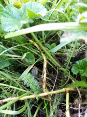 Puccinia malvacearum