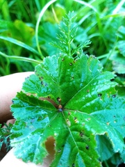 Puccinia malvacearum