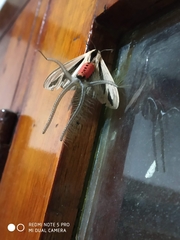 Creatonotos gangis-interrupta agg