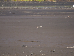 Charadrius javanicus