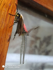 Creatonotos gangis-interrupta agg