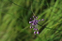 Allium carinatum pulchellum