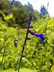 Salvia concolor