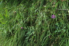 Centaurea rhaetica