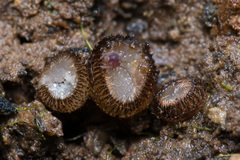 Trichophaea