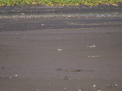 Charadrius javanicus