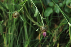 Centaurea rhaetica