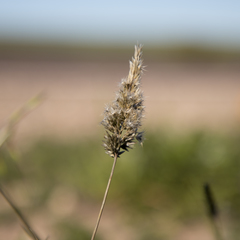 Enneapogon nigricans
