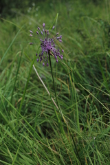 Allium carinatum pulchellum