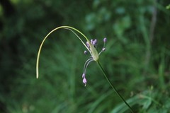 Allium carinatum pulchellum