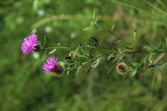 Centaurea rhaetica