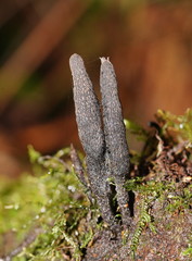 Xylaria castorea