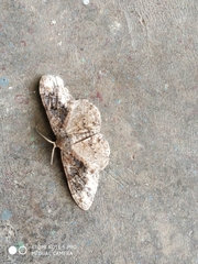 Parapholodes fuliginea