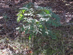 Ailanthus triphysa