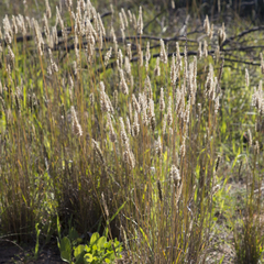 Enneapogon nigricans