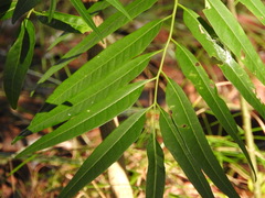 Ailanthus triphysa