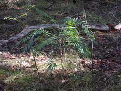 Ailanthus triphysa