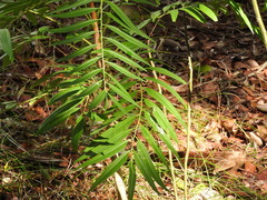 Ailanthus triphysa